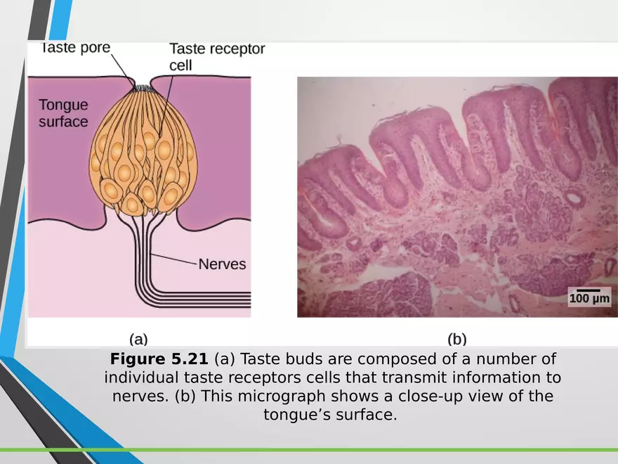 Sensation and Perception Lecture 5 - Page 8