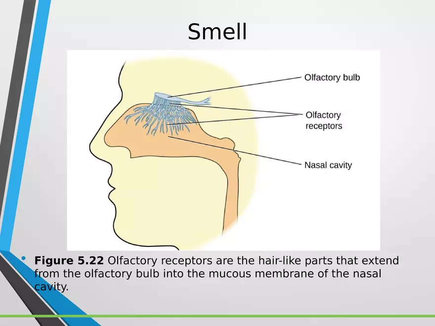 Sensation and Perception Lecture 5 - Page 10