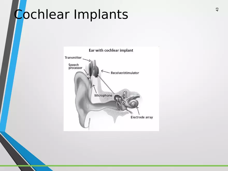 Sensation and Perception Lecture 5 - Page 2