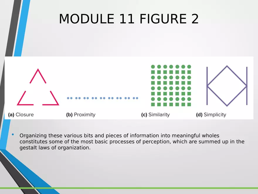 Sensation and Perception Lecture 5 - Page 5