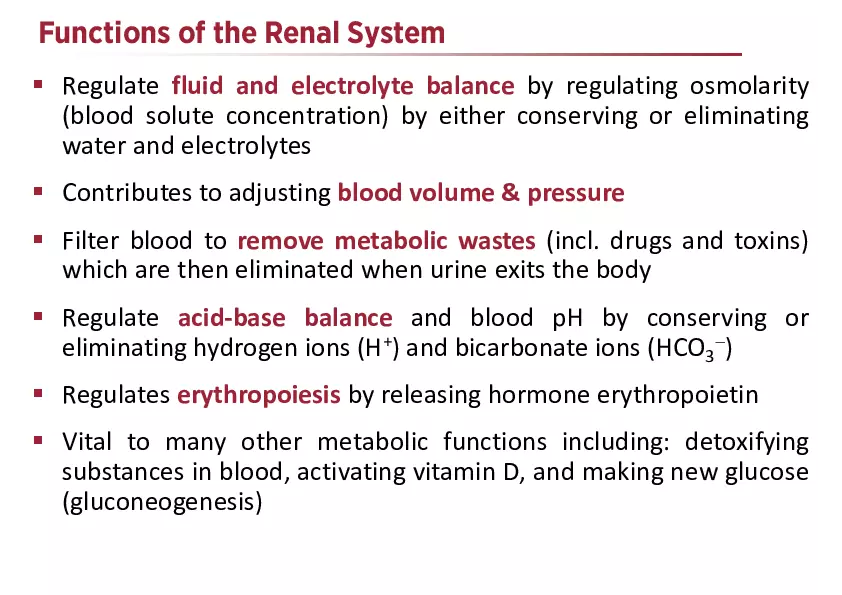 The Renal System Lecture - Page 2
