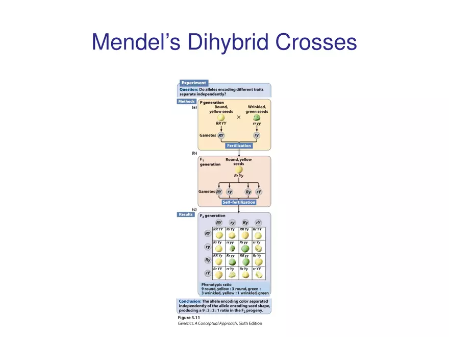 Chapter 3 Basic Principles of Heredity Part 4 - Page 9