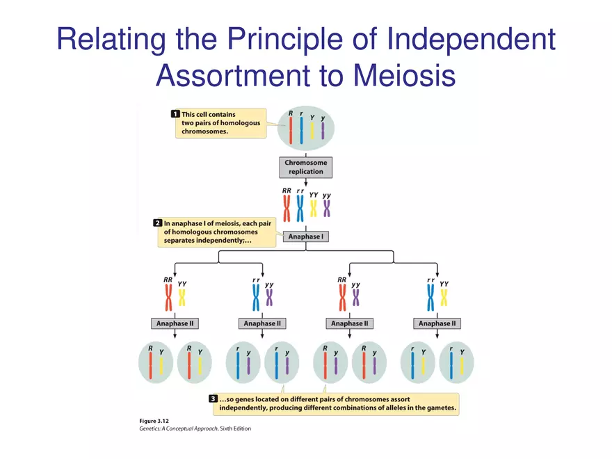 Chapter 3 Basic Principles of Heredity Part 4 - Page 11