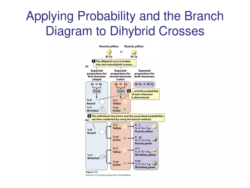 Chapter 3 Basic Principles of Heredity Part 4 - Page 15
