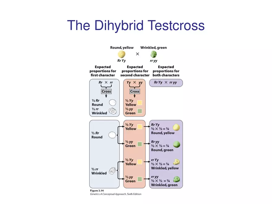 Chapter 3 Basic Principles of Heredity Part 4 - Page 3