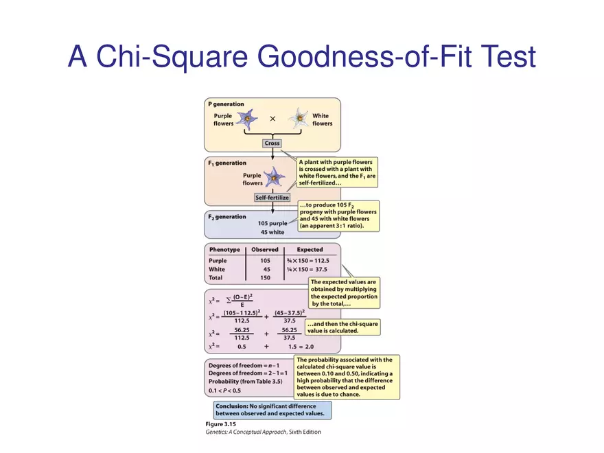 Chapter 3 Basic Principles of Heredity Part 4 - Page 5