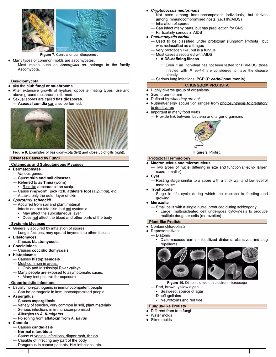 Interactions and Functions of Microorganisms - Page 4