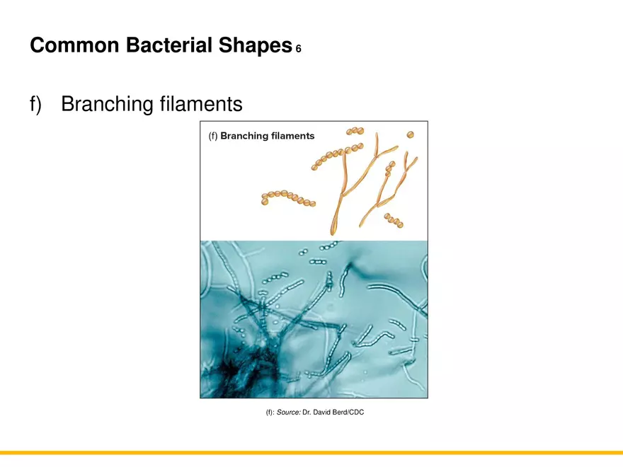 A Survey of Prokaryotic Cells and Microorganisms Lecture 7 - Page 7