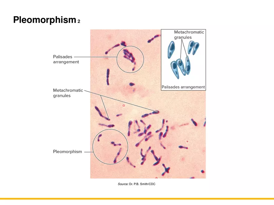 A Survey of Prokaryotic Cells and Microorganisms Lecture 7 - Page 10