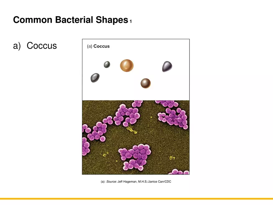A Survey of Prokaryotic Cells and Microorganisms Lecture 7 - Page 2