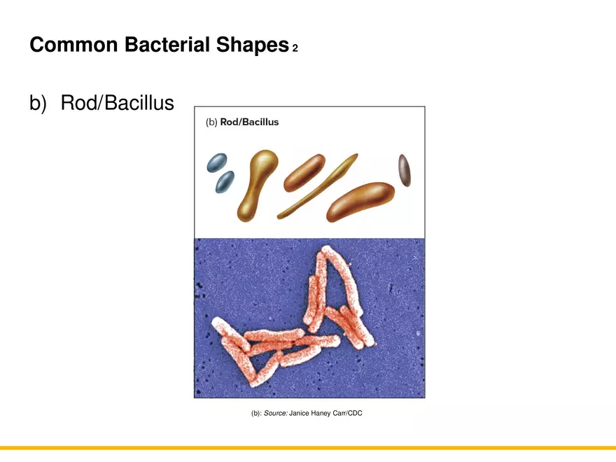 A Survey of Prokaryotic Cells and Microorganisms Lecture 7 - Page 3