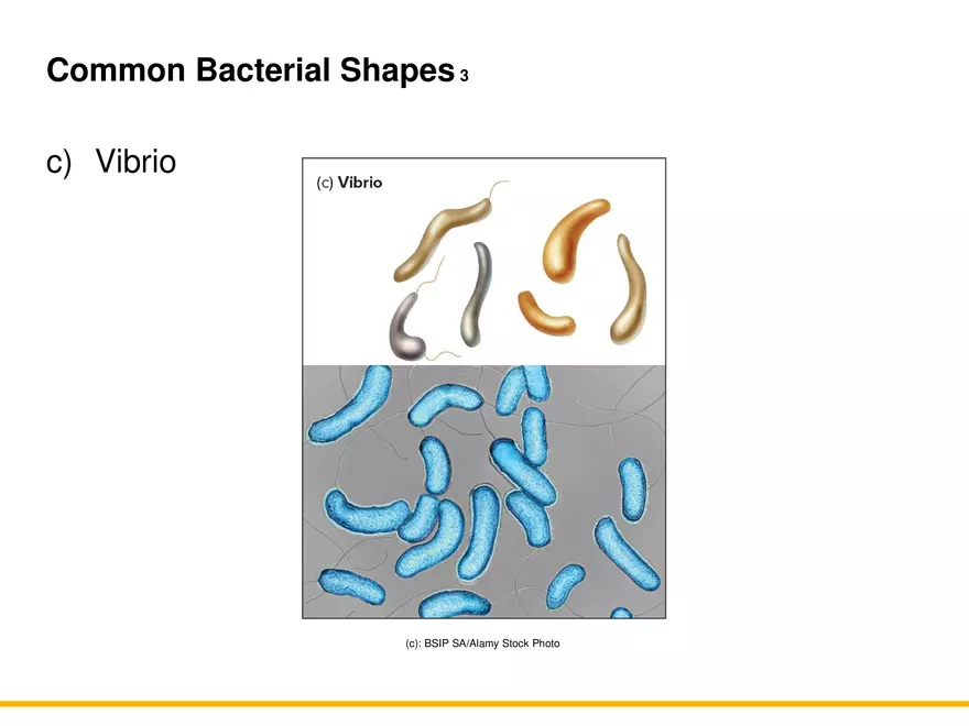 A Survey of Prokaryotic Cells and Microorganisms Lecture 7 - Page 4