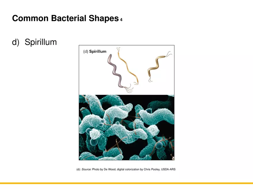 A Survey of Prokaryotic Cells and Microorganisms Lecture 7 - Page 5