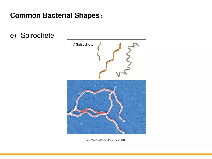 A Survey of Prokaryotic Cells and Microorganisms Lecture 7 - Page 6