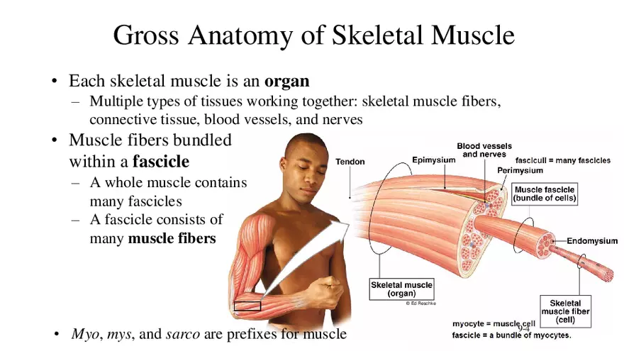 Functions of Skeletal Muscle - Page 3