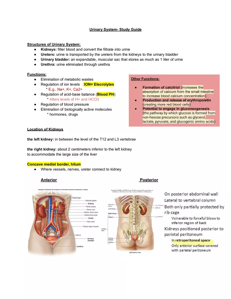 Urinary System - Study Guide - Page 1