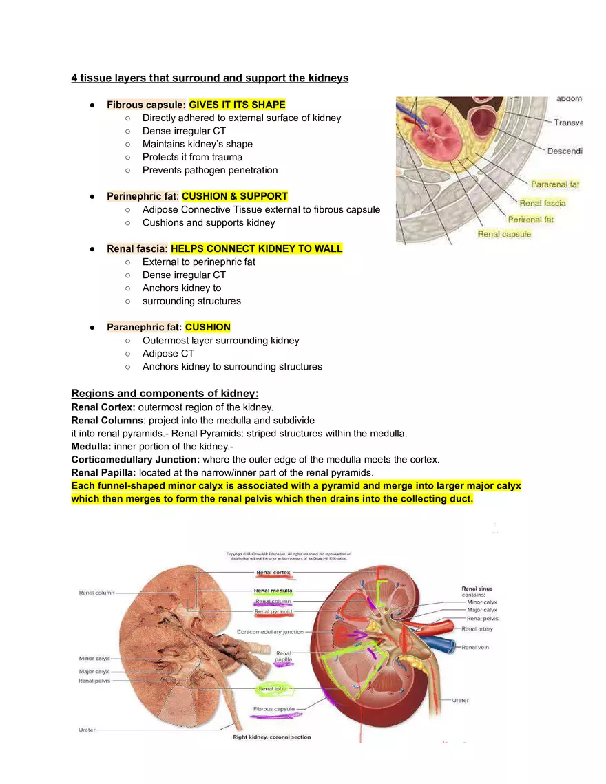 Urinary System - Study Guide - Page 2