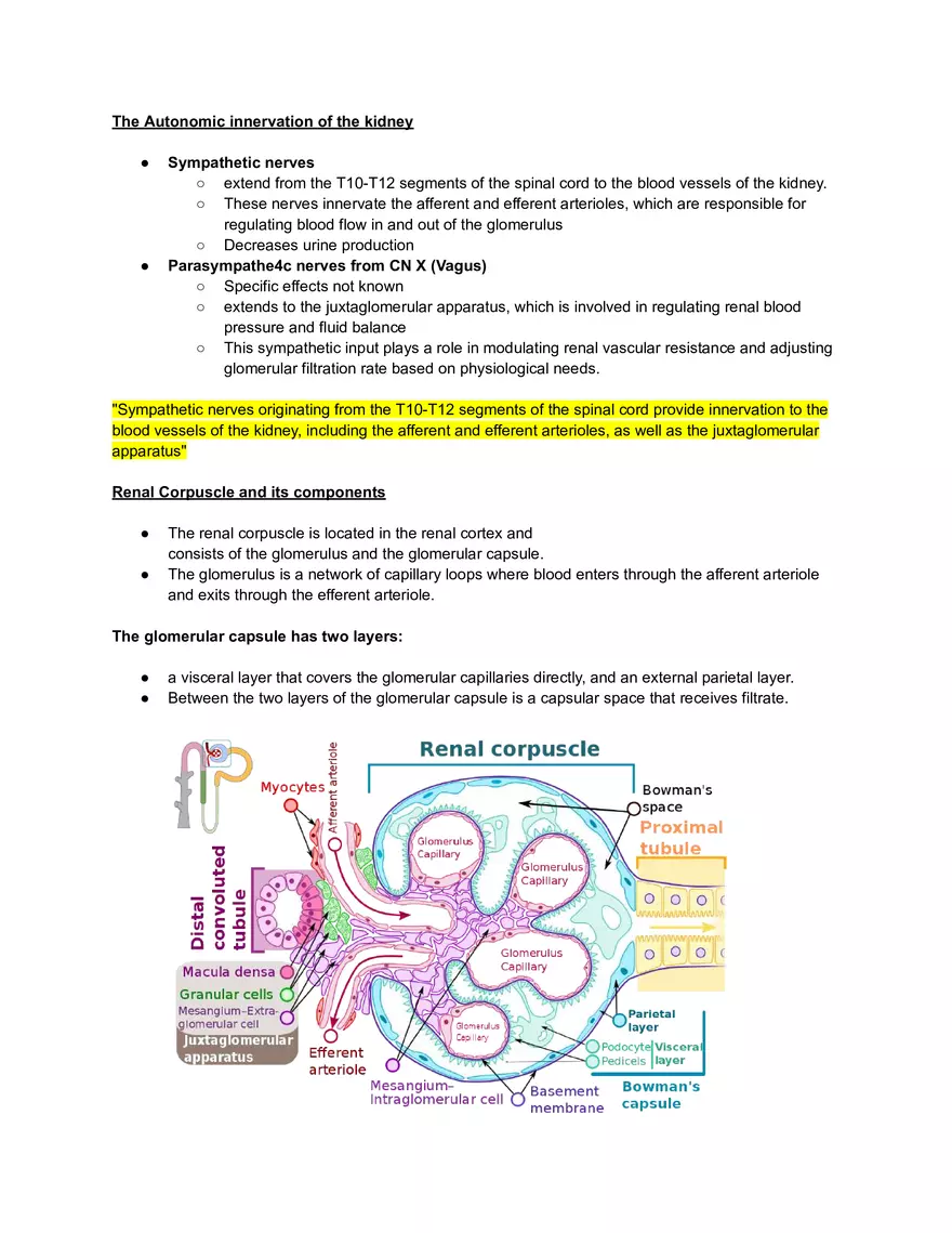 Urinary System - Study Guide - Page 3