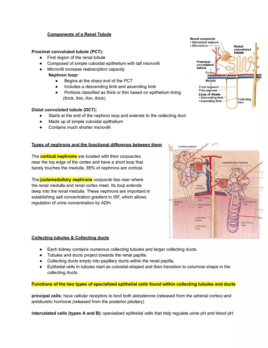 Urinary System - Study Guide - Page 4