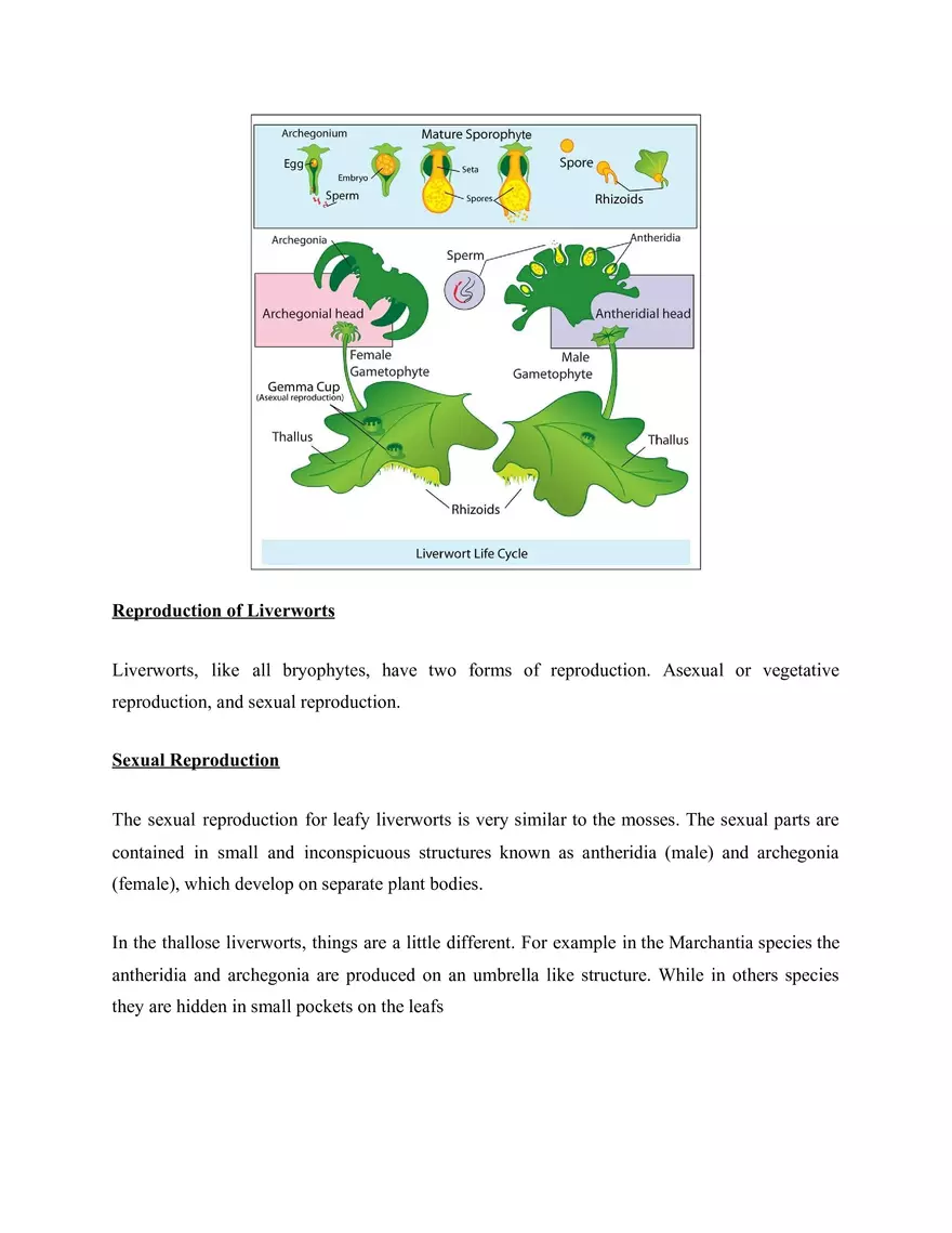 What are Liverworts - Page 2