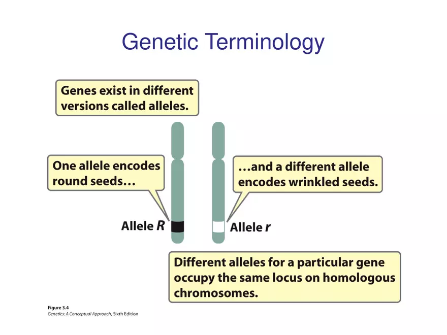 Chapter 3 Basic Principles of Heredity Part 1 - Page 8
