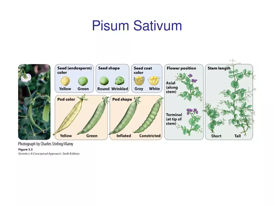 Chapter 3 Basic Principles of Heredity Part 1 - Page 4