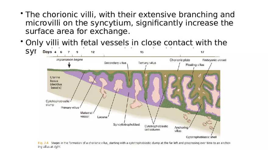 Placenta, Extraembryonic Membranes, and Multiple Pregnancies Part 3 - Page 9