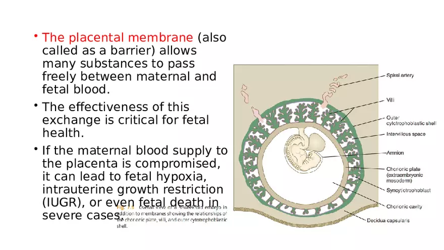 Placenta, Extraembryonic Membranes, and Multiple Pregnancies Part 3 - Page 10