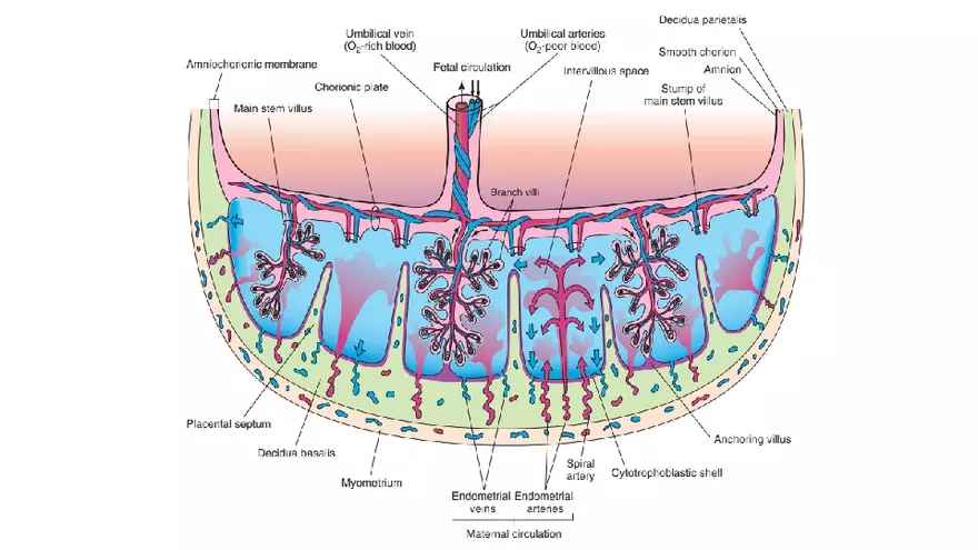 Placenta, Extraembryonic Membranes, and Multiple Pregnancies Part 3 - Page 2