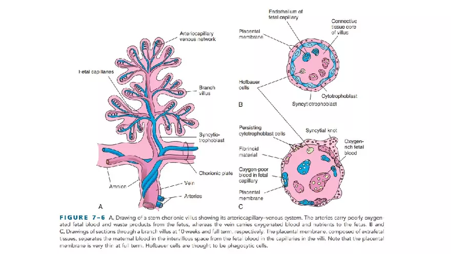 Placenta, Extraembryonic Membranes, and Multiple Pregnancies Part 3 - Page 4