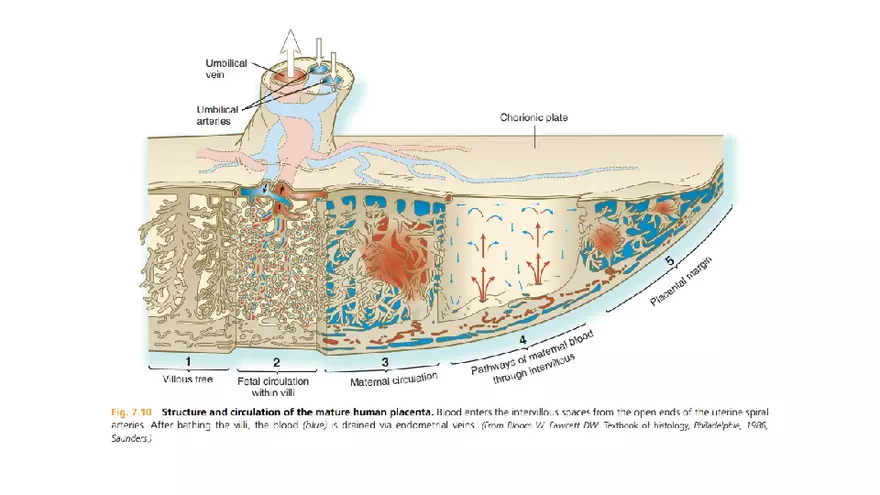 Placenta, Extraembryonic Membranes, and Multiple Pregnancies Part 3 - Page 6