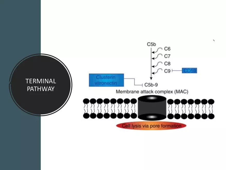 Humoral Immunity Complement System And Antibodies - Page 7