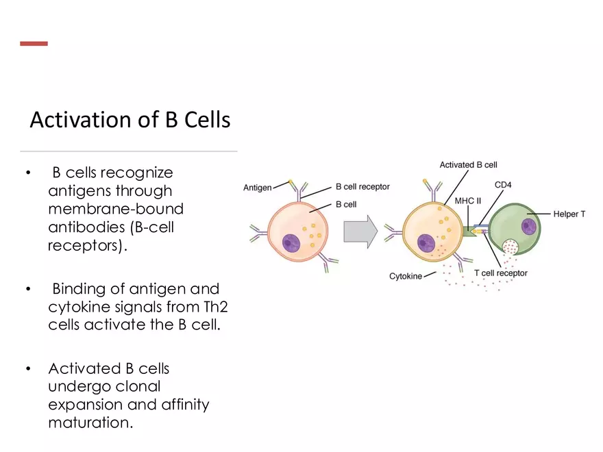 Humoral Immunity Complement System And Antibodies - Page 3