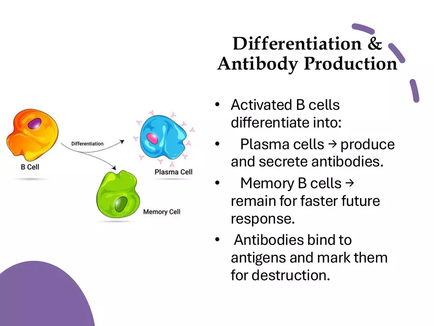 Humoral Immunity Complement System And Antibodies - Page 4