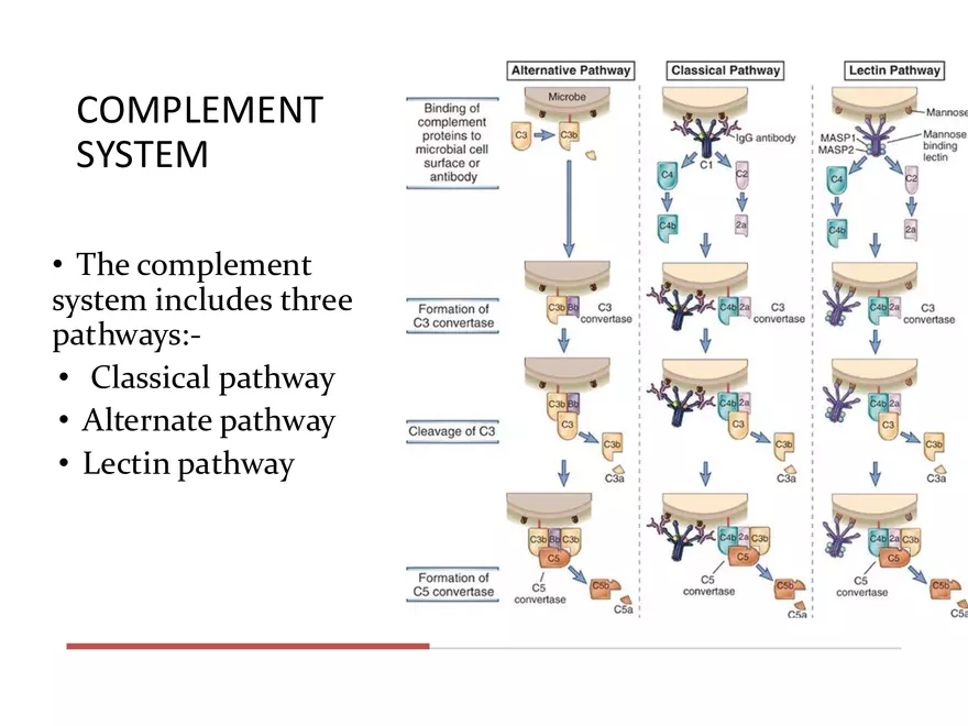 Humoral Immunity Complement System And Antibodies - Page 6