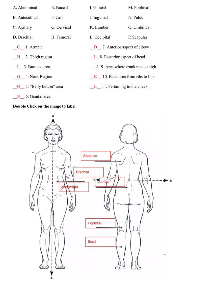 The Language of Anatomy Practice - Page 2