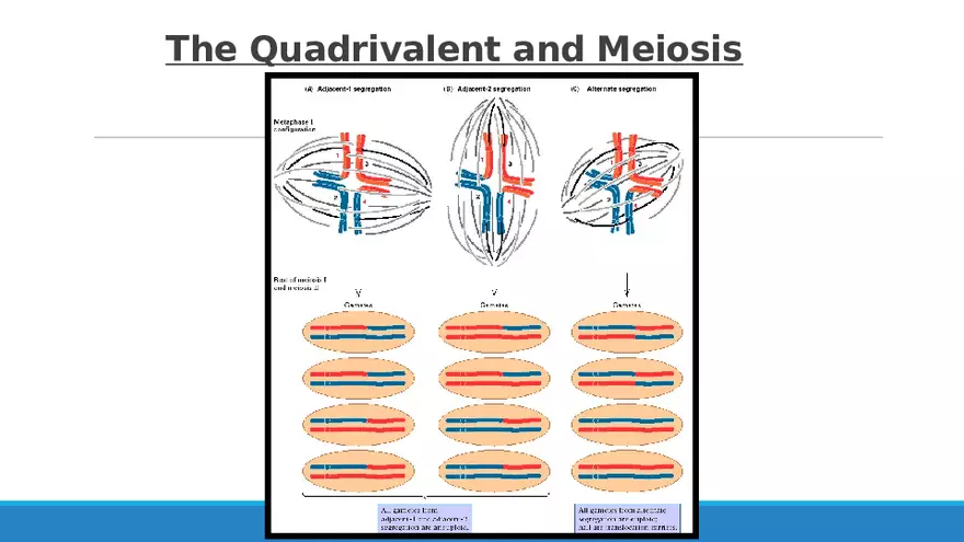 Summary of Aneuploidies Part 2 - Page 6