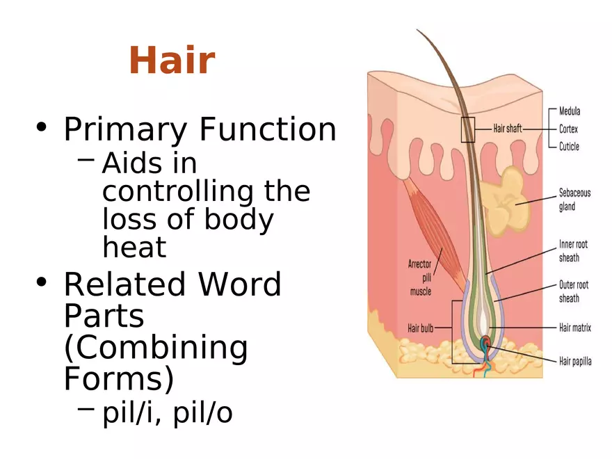 The Integumentary System Lecture (Hair) - Page 1