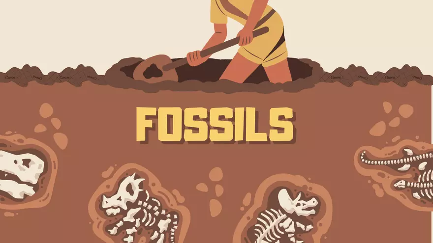 What are Index Fossils - Page 2