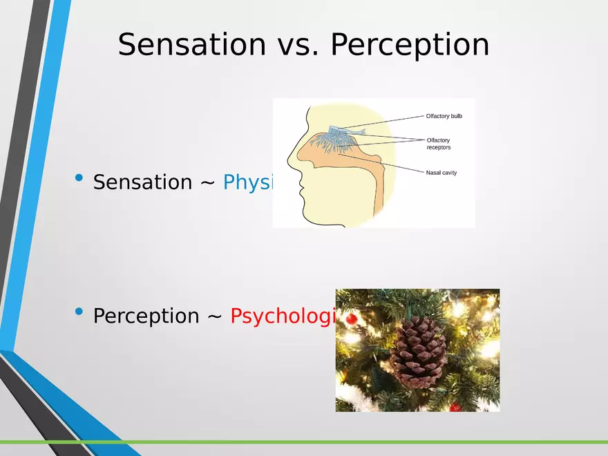 Sensation and Perception Lecture 2 - Page 1
