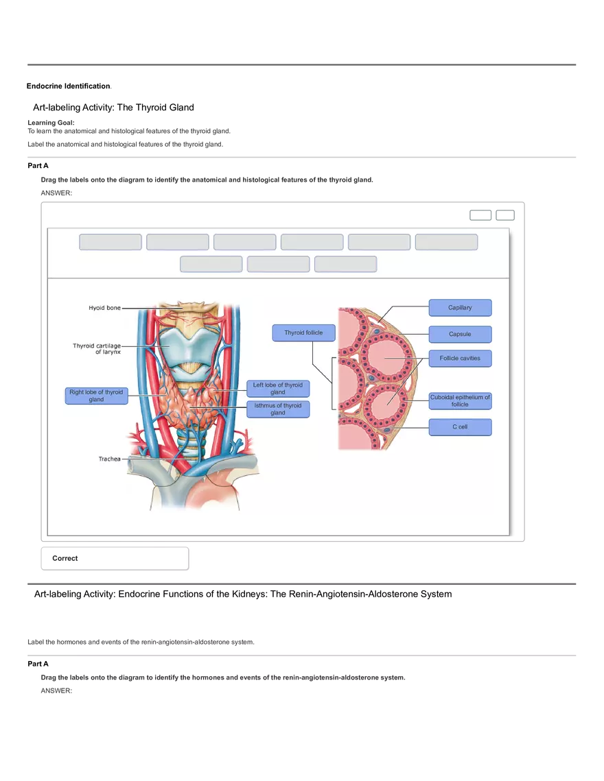 Art-labeling Activity The Thyroid Gland - Page 1