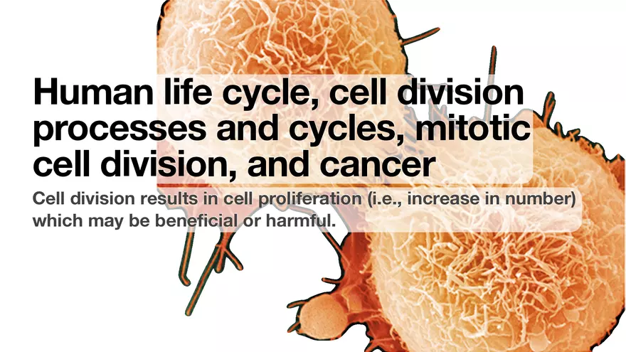 Human Life Cycle, Cell Division Processes and Cycles - Page 1
