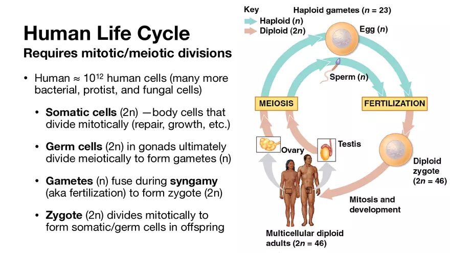 Human Life Cycle, Cell Division Processes and Cycles - Page 2