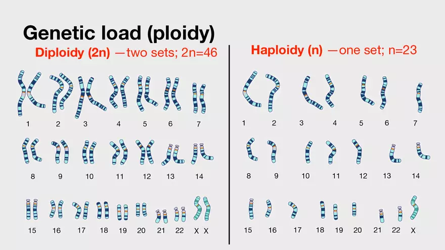 Human Life Cycle, Cell Division Processes and Cycles - Page 3