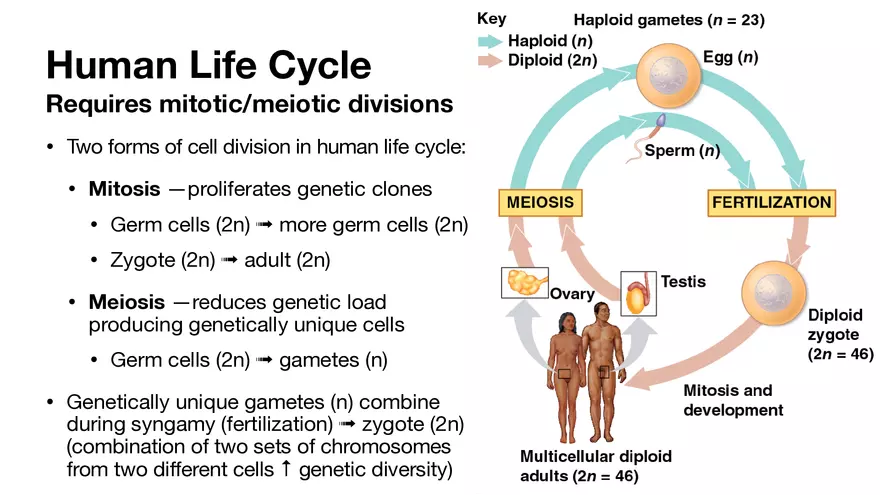 Human Life Cycle, Cell Division Processes and Cycles - Page 4
