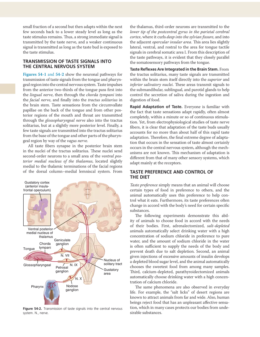 The Chemical Senses - Taste and Smell - Page 4