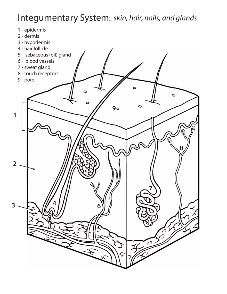 Integumentary System - Skin, Hair, Nails, and Glands - Page 1