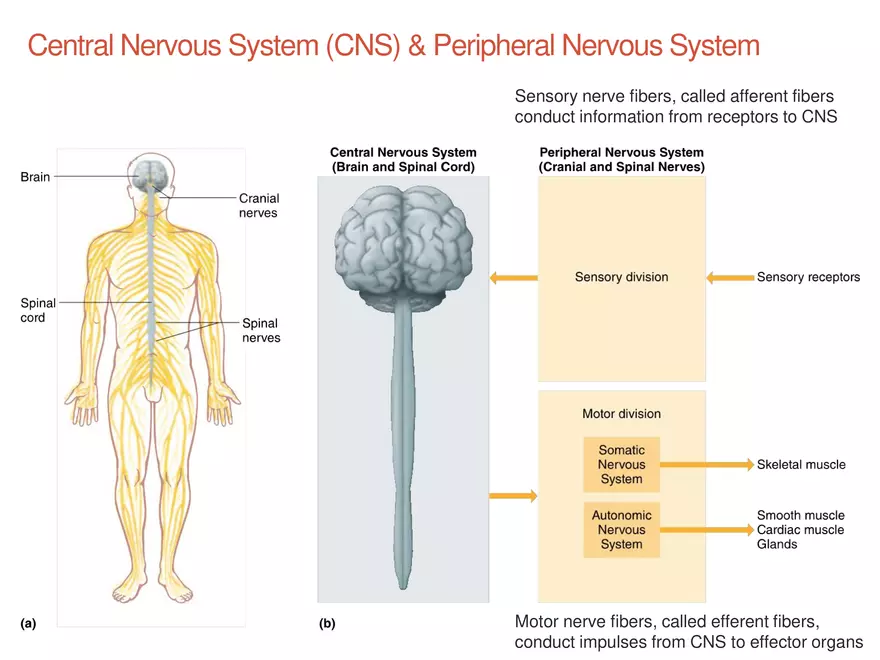 Structure and Control of Movement Lecture - Page 3