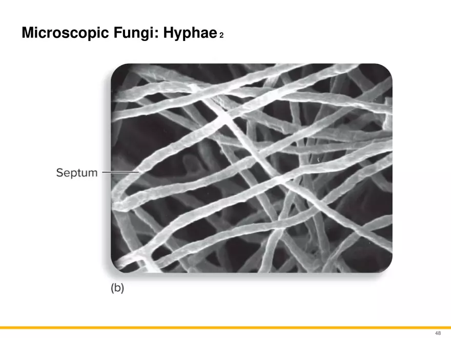 A Survey of Eukaryotic Cells and Microorganisms Part 5 - Page 7