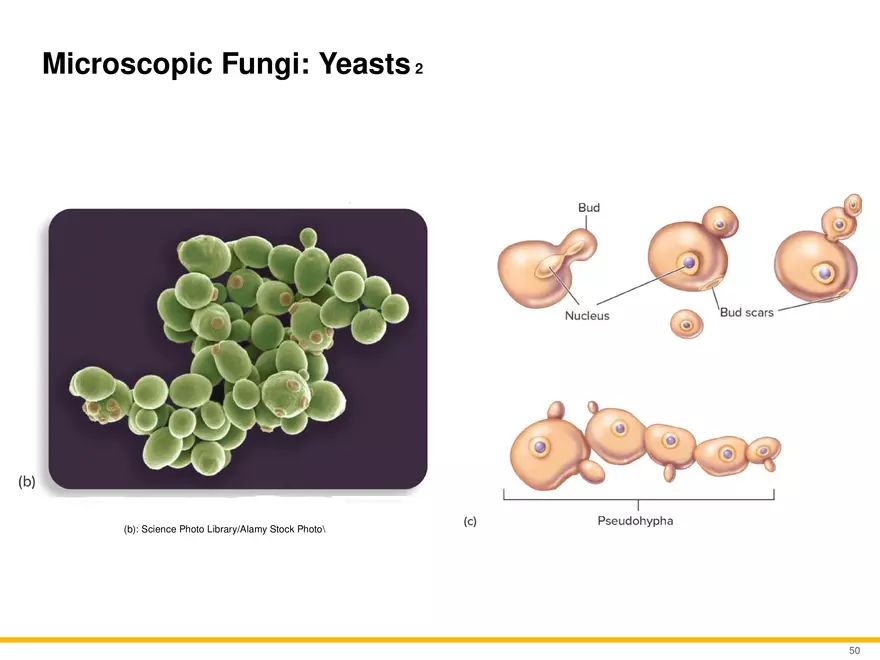 A Survey of Eukaryotic Cells and Microorganisms Part 5 - Page 9